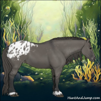 Horse Color:Grullo Varnish