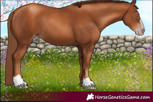 Horse Color:Gray Gold Champagne Sabino 