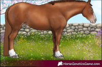 Horse Color:Gray Gold Champagne Sabino