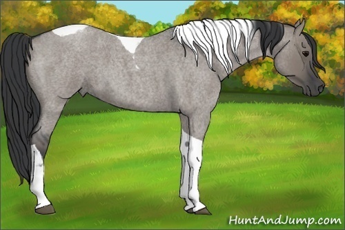 Horse Color:Grullo Roan Tobiano 