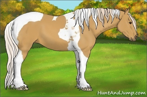 Horse Color:Palomino Tobiano 