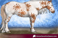 Horse Color:White Spotted Chestnut Splash 
