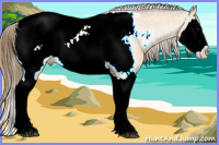 Horse Color:Buckskin Splash Appaloosa