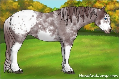 Horse Color:White Spotted Chocolate Blue Roan Splash Frame Appaloosa 