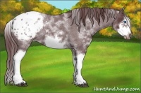 Horse Color:White Spotted Chocolate Blue Roan Splash Frame Appaloosa 
