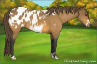Horse Color:Buckskin Frame Appaloosa 