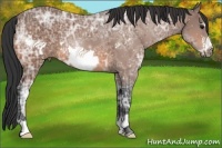 Horse Color:Bay Ice Frame 