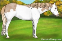 Horse Color:Red Roan Splash Frame Appaloosa