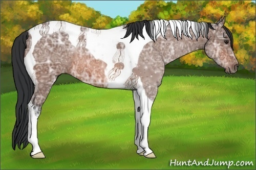 Horse Color:Brown Ice Tobiano 
