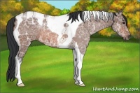 Horse Color:Brown Ice Tobiano