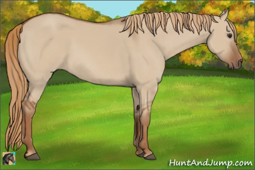 Horse Color:Red Dun 