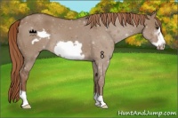 Horse Color:Liver Red Dun Frame 