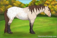 Horse Color:Bay Roan Dun Blanket 