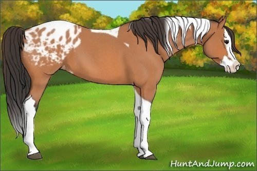 Horse Color:Bay Roan Splash Tobiano Appaloosa 