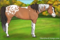 Horse Color:Bay Roan Splash Tobiano Appaloosa