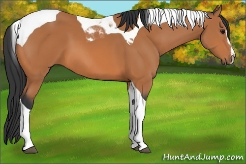 Horse Color:Bay Sabino Tobiano 