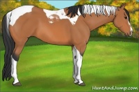 Horse Color:Bay Sabino Tobiano 