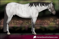 Horse Color:Smoky Grullo Roan Tobiano Brindle 