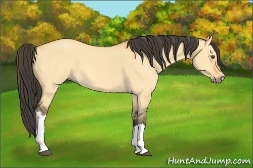 Horse Color:Buckskin Dun 