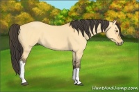 Horse Color:Buckskin Dun 