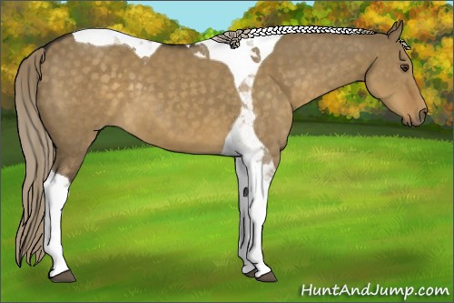 Horse Color:Chocolate Palomino Dun Tobiano 