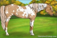 Horse Color:White Spotted Palomino Roan 