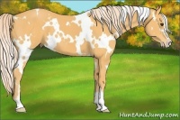 Horse Color:White Spotted Palomino Sabino 