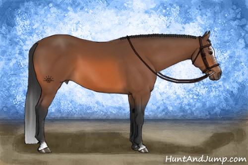 Horse Color:Bay Sabino 