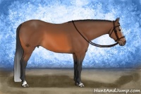 Horse Color:Bay Sabino 