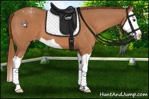 Horse Color:Chestnut Splash Appaloosa 
