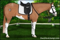 Horse Color:Chestnut Splash Appaloosa 