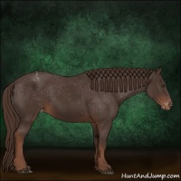 Horse Color:Liver Chestnut Appaloosa 