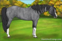Horse Color:Blue Roan Splash 