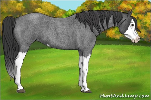 Horse Color:Blue Roan Splash 