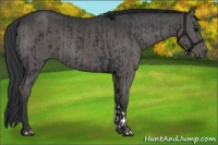 Horse Color:Black  and Black 