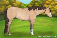 Horse Color:Amber Champagne Rabicano 