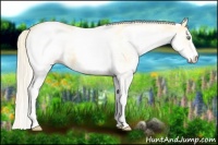 Horse Color:White Spotted Gold Cream Champagne 