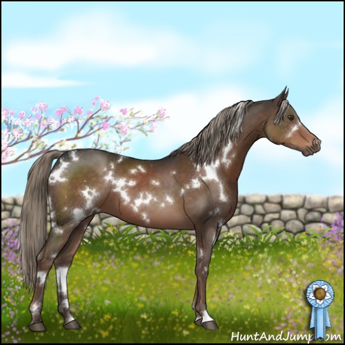 Horse Color:White Spotted Liver Chestnut 