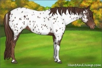 Horse Color:Liver Chestnut Tobiano Appaloosa