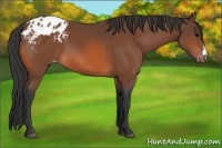 Horse Color:Bay Appaloosa