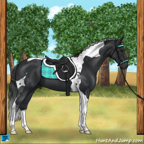 Horse Color:Black Tobiano 