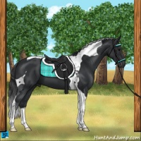 Horse Color:Black Tobiano 