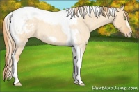 Horse Color:Gold Champagne Roan Dun Splash Tobiano Frame Appaloosa Rabicano 
