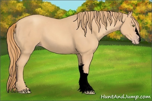 Horse Color:Void Gold Champagne 