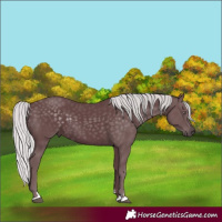 Horse Color:Chocolate Silver Black Chinchilla 