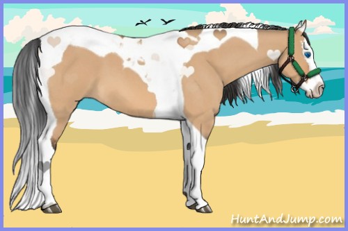 Horse Color:Bay Roan Dun Splash Tobiano 