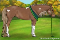Horse Color:Chestnut Tobiano 