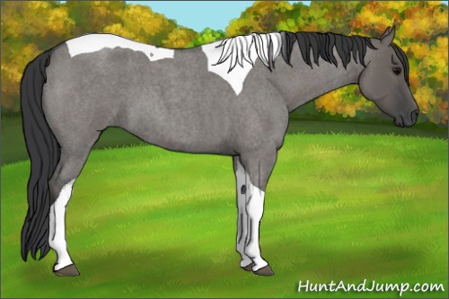 Horse Color:Grullo Roan Tobiano 