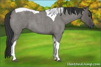 Horse Color:Grullo Roan Tobiano