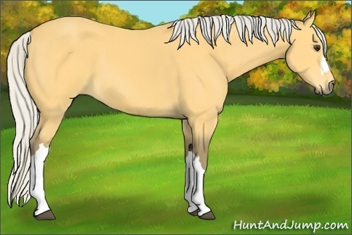 Horse Color:Silver Buckskin 